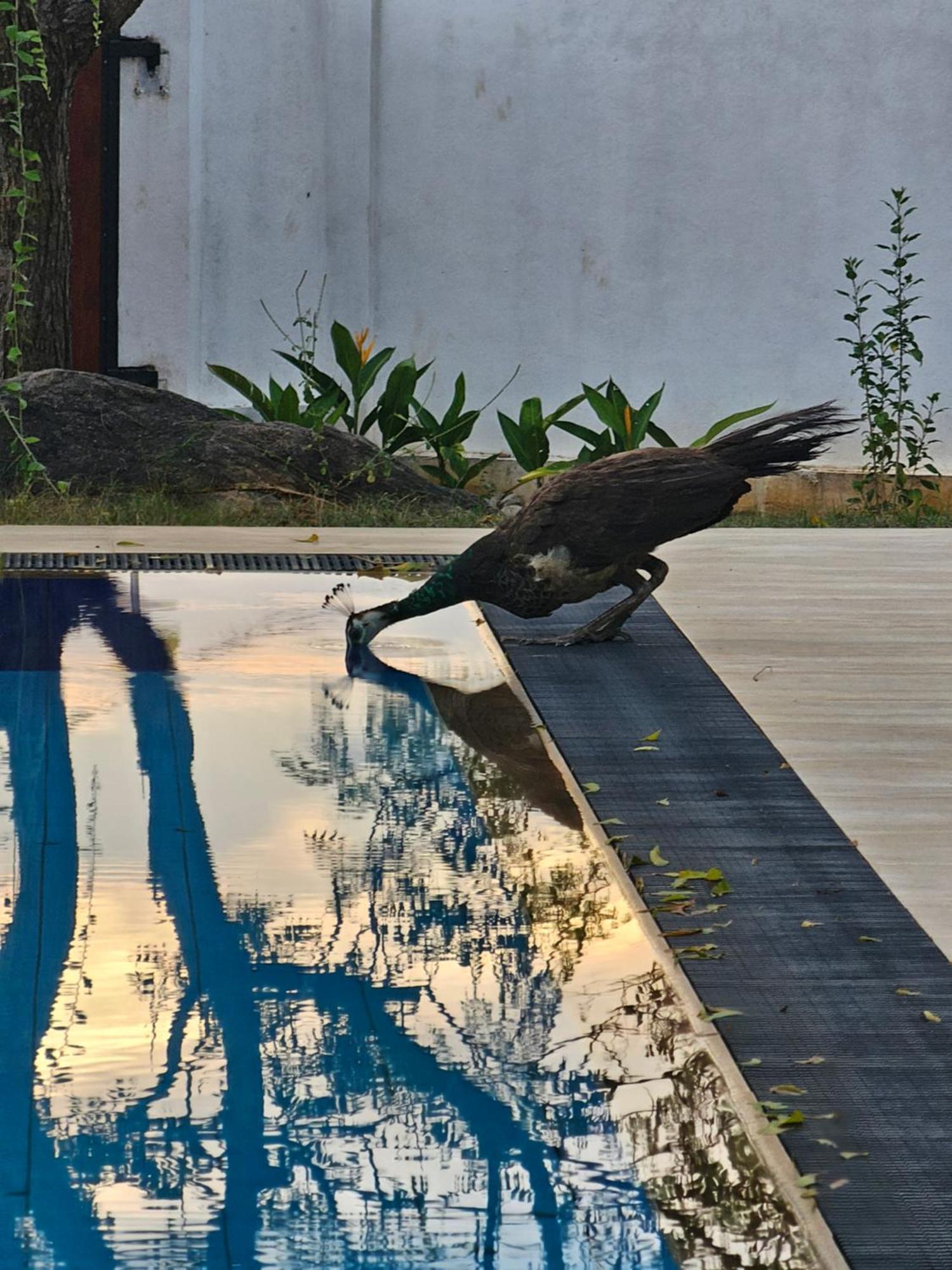 Kirinda Heaven - Yala Hotel Exterior photo